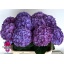 product/img.floraplaza.nl/LHORADO8-LIVE_fotos-0x418E8B968AA222BC688D77A2D459BCB09A039DDA.jpg