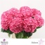 product/img.floraplaza.nl/LHORADO8-LIVE_fotos-0x8F9666218823BB81E32DC7DCE0C81AB473FD7308.jpg