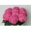 product/img.floraplaza.nl/LHORADO8-LIVE_fotos-0xD2643245265F541E702D0DFD5AB36B5390A6B6CA.jpg