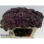 product/img.floraplaza.nl/LHORCHAB8-LIVE_fotos-0xE57288FF7F360FE008DAB14173BE379CFCA40075.jpg