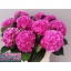 product/img.floraplaza.nl/LHORELBP8-LIVE_fotos-0x4597AAF5FD4F004B78F3E54E3D6F495EE541D1E9.jpg
