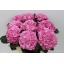 product/img.floraplaza.nl/LHORELBP8-LIVE_fotos-0x8CBAE192AA62FE0109CD8BD6B3283139A29F34B1.jpg