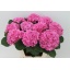 product/img.floraplaza.nl/LHORELBP8-LIVE_fotos-0xECCCE68535CF0B33C9EFA22D230671E590709C64.jpg