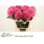 product/img.floraplaza.nl/LHORGLOALP7-LIVE_fotos-0xF7467FF871FDD7CEA3C9E672654D554B19E42D96.jpg