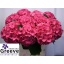 product/img.floraplaza.nl/LHORGLOALP8-LIVE_fotos-0x1A8EA50EA2279BF9A6B7494112EDFD808C962F29.jpg