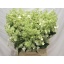 product/img.floraplaza.nl/LHORKYU5-LIVE_fotos-0x514A61BF78729D70693C28177EBD8B2C5AE4892F.jpg