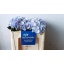 product/img.floraplaza.nl/LHORLOLPB5-LIVE_fotos-0xA6650A9BA4CA02823DD3804320F9A5DAA3BD4CED.jpg