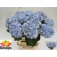 product/img.floraplaza.nl/LHORLOLPB8-LIVE_fotos-0x0B5D2F9EBEF4DF31E97DCE78D33AF51D944488FD.jpg