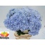 product/img.floraplaza.nl/LHORLOLPB8-LIVE_fotos-0x13DA7763BA280A55DA7BFB46BA6B17227A6982F5.jpg