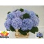 product/img.floraplaza.nl/LHORLOLPB8-LIVE_fotos-0x9FF2BF82773511A97A8EFE1FC0DBE82C6921B320.jpg