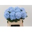 product/img.floraplaza.nl/LHORLOLPB8-LIVE_fotos-0xD467FC965E8F1ACDA5D50E6567A4485E6F41B17C.jpg