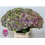 product/img.floraplaza.nl/LHORMAGAM6-LIVE_fotos-0x2EC3BDEC0D9DC5DC7B71BDC0E80E9997A9C4AF34.jpg