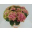 product/img.floraplaza.nl/LHORMAGAM6-LIVE_fotos-0x3D80F2F13446A70628A8A3552026AA6CFDAF2A8A.jpg