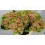 product/img.floraplaza.nl/LHORMAGAM6-LIVE_fotos-0x5A3D7CD76D15C608461A7F30FAF095C0BF18C5B6.jpg
