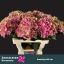 product/img.floraplaza.nl/LHORMAGAM6-LIVE_fotos-0xF587FBDB3665D3BC05DC86736C5A095A9E5CF49A.jpg
