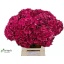 product/img.floraplaza.nl/LHORMAGPINR6-LIVE_fotos-0x0AC8EC5F950656C995257EE39EF6A40E6F31A64B.jpg