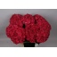 product/img.floraplaza.nl/LHORMAGR7-LIVE_fotos-0xBE5EFE6A3E82114116EDE28BE36691CEF6B8D7F3.jpg