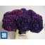 product/img.floraplaza.nl/LHORMAGR7-LIVE_fotos-0xC49E3449BCDD6FF674816DB222522E9BE5643AB1.jpg