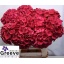 product/img.floraplaza.nl/LHORMAGR8-LIVE_fotos-0x1106D2BD8BA7B12E98F6D42D44113984C3DE797F.jpg