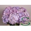 product/img.floraplaza.nl/LHORMARSB6-LIVE_fotos-0x7BA5C5A89864D2BF794C23158300F4E1661C2DA4.jpg