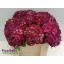 product/img.floraplaza.nl/LHORMONAP5-LIVE_fotos-0x22E2EA8EB8B6726D933A5BAFA61F138B09641E28.jpg