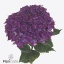 product/img.floraplaza.nl/LHORMONAP8-ART_fotos-VBN120000-vbn124997.jpg
