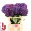 product/img.floraplaza.nl/LHORMONAP8-LIVE_fotos-0x17DE0E345B96E625A8A8CFCB725888E1021A4C0D.jpg