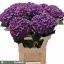 product/img.floraplaza.nl/LHORMONAP8-LIVE_fotos-0x54AE973B2C6E2C95DF0F49D6B044BD35D97E607E.jpg