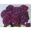 product/img.floraplaza.nl/LHORMONAP8-LIVE_fotos-0x9474CF7F540BD69D7A66D10623414C1B7444BEF8.jpg