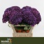 product/img.floraplaza.nl/LHORMONAP8-LIVE_fotos-0xD14CF5C2D697986D26E006D66C51830FD2DB5A9F.jpg
