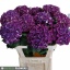 product/img.floraplaza.nl/LHORMONAP8-LIVE_fotos-0xEF8DBBA39080DEB6E5EF9A6E4A5F9A2473835500.jpg