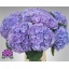 product/img.floraplaza.nl/LHORMYRIV65-LIVE_fotos-0x9A16E6A211E107B3FE4078670D4D5C63A2AAB500.jpg