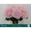 product/img.floraplaza.nl/LHORPIN6-LIVE_fotos-0x8DCC144693B73470A5D14FECE348ECE8433CD233.jpg