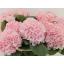 product/img.floraplaza.nl/LHORPIN6-LIVE_fotos-0xCE3188B4B859FB5DDB87AF78BE8180C6051D4DB7.jpg