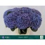 product/img.floraplaza.nl/LHORRIV6-LIVE_fotos-0x4CAB11FFADF9D4957AE1E4879AAE0E648EF9D58D.jpg