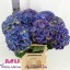 product/img.floraplaza.nl/LHORRIV6-LIVE_fotos-0xA11D0DC43E89C93C932DBC269B814F50E257C884.jpg