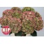 product/img.floraplaza.nl/LHORRODCL6-LIVE_fotos-0x23B91CBC9EC89EEE0F18D17DFE45FB7C7560825F.jpg