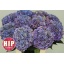 product/img.floraplaza.nl/LHORRODCL6-LIVE_fotos-0x26CCF474A4757C912DB30CC969A9F3F6B477B843.jpg