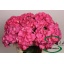 product/img.floraplaza.nl/LHORRORE6-LIVE_fotos-0xCBE494D28295AB9810CD14AFE0848C62E5227595.jpg