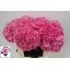product/img.floraplaza.nl/LHORRORE6-LIVE_fotos-0xF8B932F1B5984C8B40E9626936EF8AF894075A55.jpg
