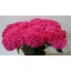 product/img.floraplaza.nl/LHORRORE8-LIVE_fotos-0x9EA8591EB79015FA739D12411D7154B161950BFE.jpg