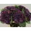 product/img.floraplaza.nl/LHORROYK6-LIVE_fotos-0xBC3EB7AE2D14B7D3F1E9FEE957BC3D7A402E6D17.jpg