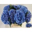 product/img.floraplaza.nl/LHORROYP-LIVE_fotos-0xC9DB32440BCEEA01CE77A519E6D5147B2C026E13.jpg