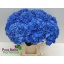 product/img.floraplaza.nl/LHORROYP-LIVE_fotos-0xCFABFE2C0E190CA1D56080E45D54C16883B1DCAB.jpg