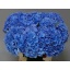 product/img.floraplaza.nl/LHORROYP-LIVE_fotos-0xDD8451C655F5BCE4D97F82F1B3A623D19966A3F3.jpg