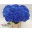 product/img.floraplaza.nl/LHORROYP8-LIVE_fotos-0x20DFC8D4C751B4664EC4F15A627100898EA374D7.jpg
