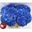 product/img.floraplaza.nl/LHORROYP8-LIVE_fotos-0x24C3644A2E1FBA078FC3CAA7CF86032B20D2C564.jpg