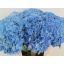 product/img.floraplaza.nl/LHORROYP8-LIVE_fotos-0x7842E4224730879856B7D2D07806B26556BB0C7F.jpg