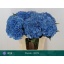product/img.floraplaza.nl/LHORROYP8-LIVE_fotos-0x78FFB29D61A786AF6835A6BF6BF4F746F048633E.jpg