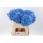 product/img.floraplaza.nl/LHORROYP8-LIVE_fotos-0x809F9BD570418BEDF3EC597A89C91A7BB8F23D0C.jpg